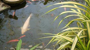 自然绿色植物背景充满活力的色彩斑斓的日本锦 鲤鲤鱼鱼游泳传统的花园湖池塘中国人花俏的鲤鱼水表面东方<strong>符</strong>号《财富》杂志<strong>好运</strong>气